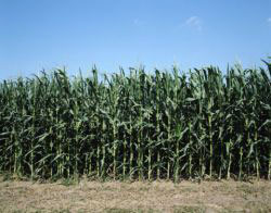 iowa corn field